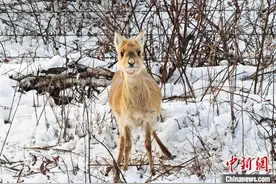 上万只野生黄羊跨越中蒙边境迁徙至阿尔山图片