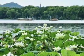 浙江宣传丨西湖的“朋友圈”都有谁图片