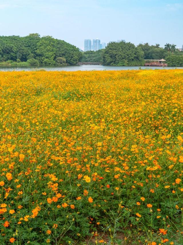 广州市区上万平方米“金色花海”，进入最佳观赏期