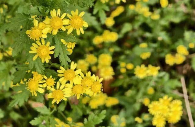 云驼秋深，重阳登高：赴一场山与暖的约会