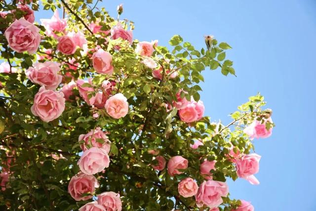 花漾丽江丨花瀑漫街！快被丽江这条花路“香迷糊”了……