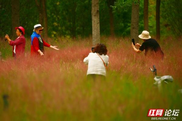 粉黛乱子草一开，官庄粉黛园里全是俏身影