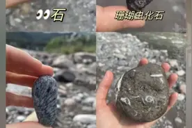 在成都一小溪里能捡到化石？地质专家：可能是从西岭雪山冲下的，建议游客发现重要化石及时报备图片