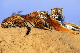 探营东北虎豹国家公园：“众山皆有虎”场景再现｜一线调研图片