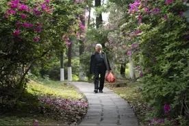 这里花开正艳！长沙市区绝美杜鹃打卡地推荐图片
