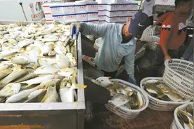 湛江遂溪“海洋牧场”金鲳鱼丰收 集中捕捞场景壮观图片