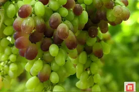 串串果实缀满藤 度佳葡萄“甜蜜”上市图片