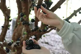 等您来尝鲜！广州增城山美村：“树葡萄”成熟迎来采摘季图片