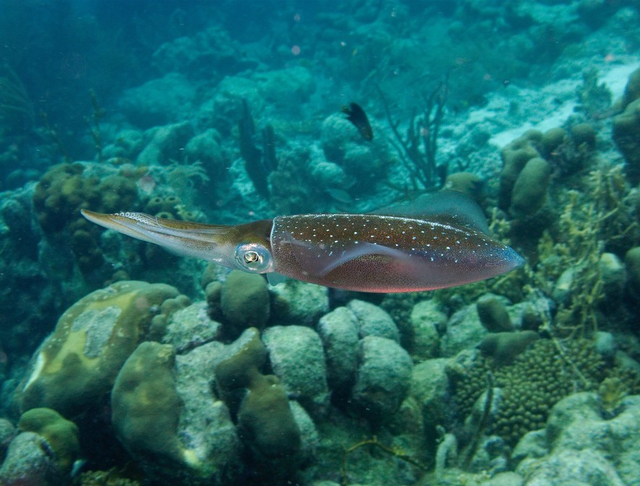 烧伤后喝花胶能帮助皮肤生长吗 2026年烧伤后喝花胶能帮助皮肤生长吗图