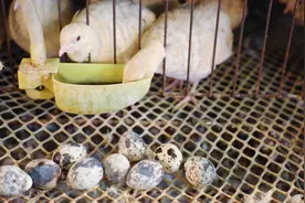 睢县西陵寺镇：鹌鹑养殖成致富“金钥匙”图片