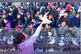 读城记·德州|恩城鸽子会：绵绵五百年的“人间烟火”图片