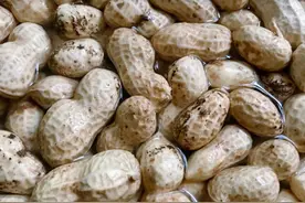 食物发芽后到底能不能吃？有的营养加倍，有的危害身体！图片