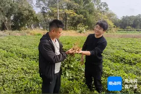 七彩花生在儋州市东成镇开种图片