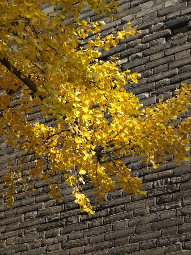 静候碑林“满眼金黄”!提前收藏这5个银杏打卡点,出片率100%