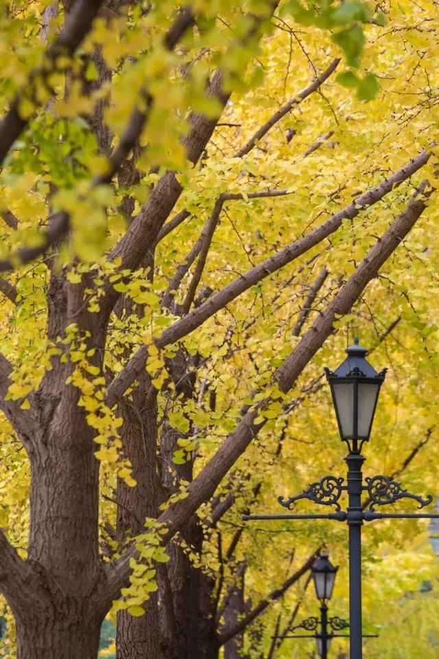 长宁最全银杏打卡点来啦，还有“宁宁”的私藏点位哦～【看“宁”的】