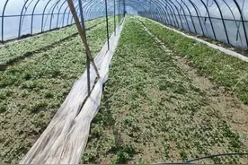 明光：甜叶菊基地种出“甜蜜事业”图片