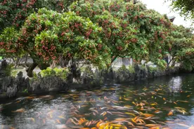 荔香粤韵！宝墨园荔枝文化观赏季即将启幕图片