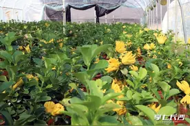 “抓”出致富“好钱景”！长沙县本地佛手丰收上市—>图片