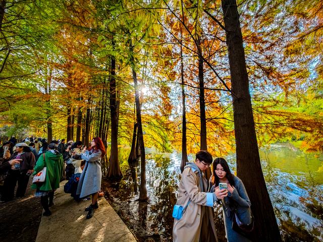 红黄渐变映湖光 燕雀湖落羽杉太美！