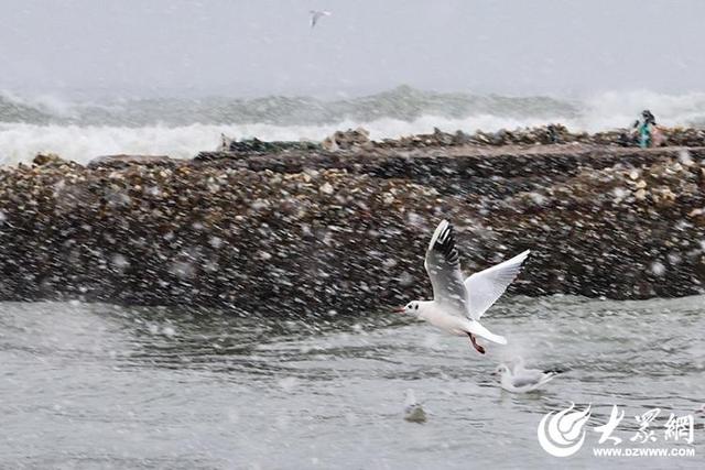 四季予你｜烟台：雪舞海畔，海鸥争涛