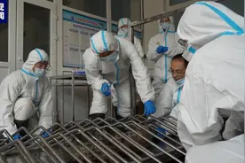 回家！10头斑海豹在辽宁大连重返大海图片