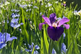 上海这片免费莫奈花园又换新装啦！水岸边的“精灵”美爆了！图片