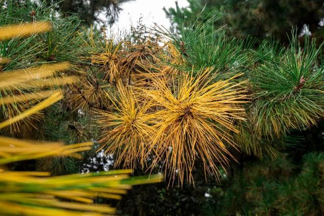 又是一年秋好处