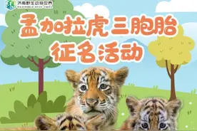 出生满百日啦，济南野生动物世界的孟加拉虎三胞胎在线征名图片