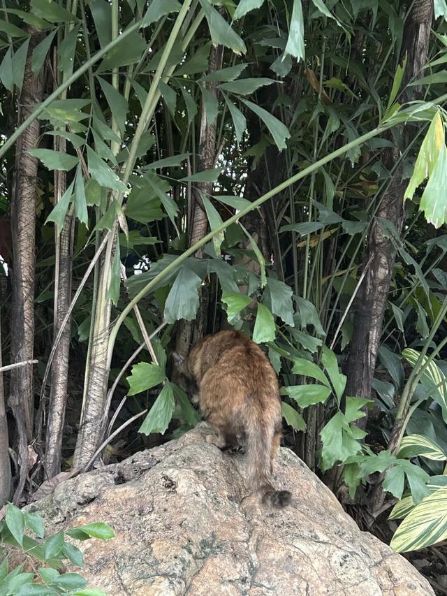 收藏这篇就够了！本地人私藏的广州逛吃指南