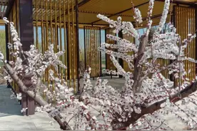 “山东邂逅美”摄影大赛｜庭下花开春几许图片