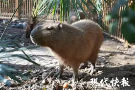 卡皮巴拉住进扬州动物园，情绪稳定的它也会社恐图片