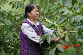 华亭：9万亩核桃成熟上市图片