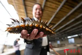 闽派海参“全链”出击 “链接”百亿养殖产业图片