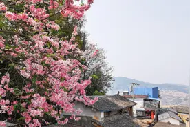 千城胜景丨云南普洱墨江：节荚决明花染粉了春天图片