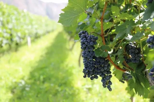 它都这么美了！差点忘记推给你了