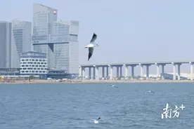 图集｜在深中通道，共赴一场浪漫“鸥”遇图片