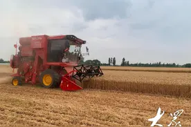 齐鲁粮仓|上新130台小麦联合收割机，提效降损保夏收图片
