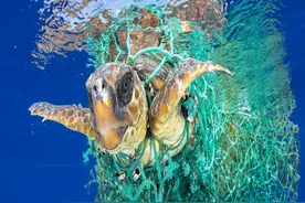 “幽灵渔具”、气候变暖，如何拯救正在消失的海洋生物？图片