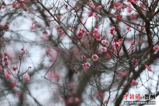 贵州剑河寒梅开