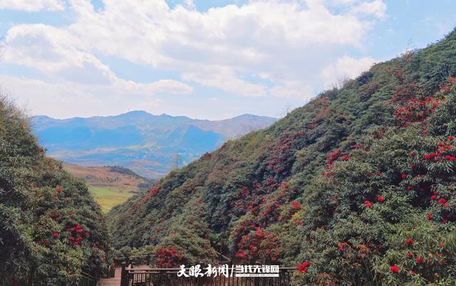春山爽居 花海畅游｜在阿西里西邂逅千年杜鹃
