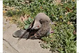 不要碰！遇到这种诡异姿势的鸟，赶紧远离！人类也会感染→图片