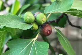 环球农业讲堂丨品果：无花果图片