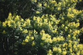栾树花开，在杨浦这里寻秋图片