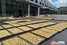 怀化黄精迎来丰收图片