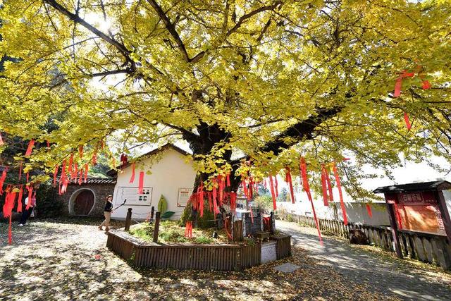 保康：千年银杏披“金甲” 绚烂秋色醉游人