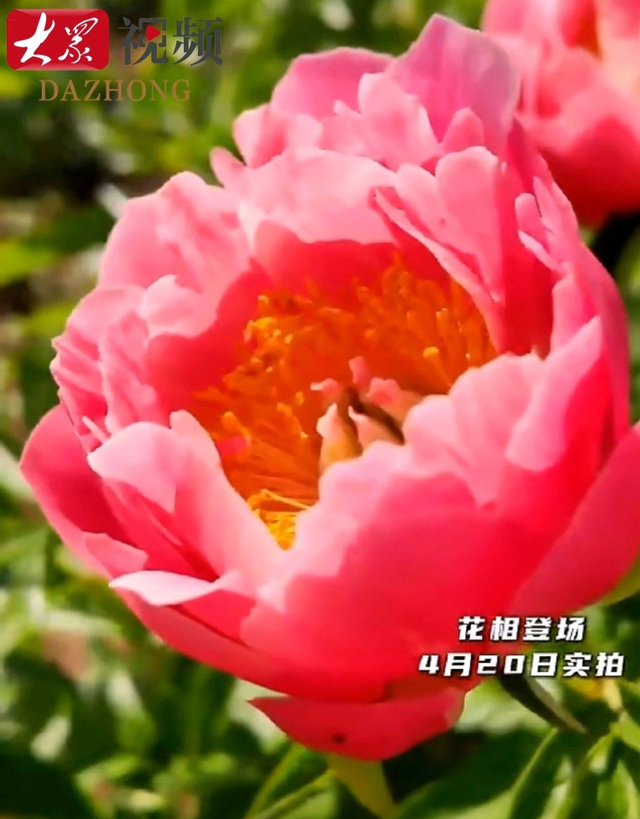 4月下旬至5月中旬，花相接棒花王！菏泽芍药最佳观赏期出炉了！