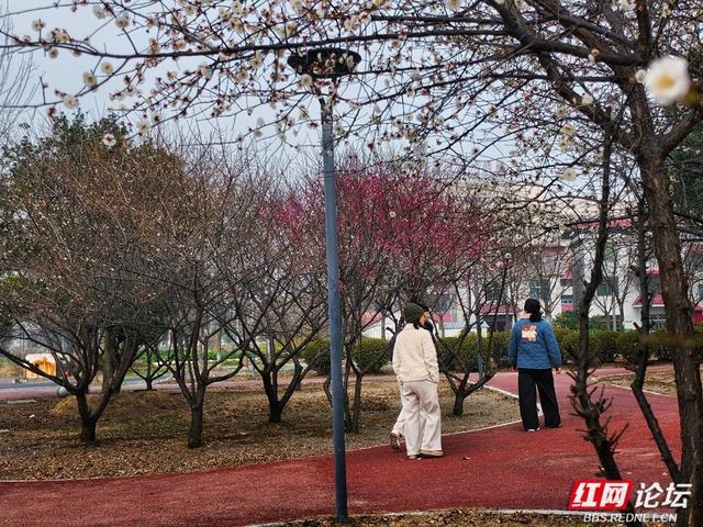 深冬腊月，去安乡八芒星广场寻找第一缕花香