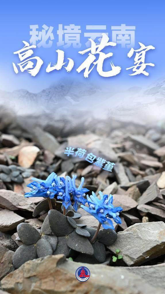 美丽中国丨秘境云南，高山花宴