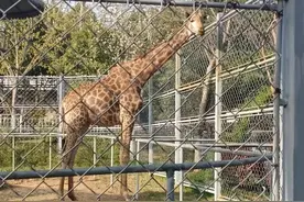 长颈鹿展区维修数月，徐州动物园终证实：唯一长颈鹿于4月死于心梗图片