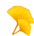 免费，需预约！本周末，河北经贸大学金秋银杏节开幕